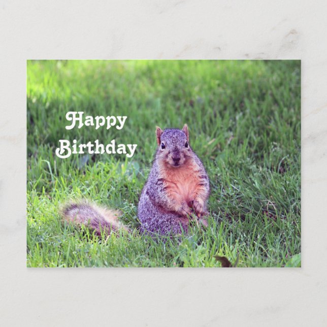 Cute Squirrel Wildlife Photo Birthday Postcard (Front)