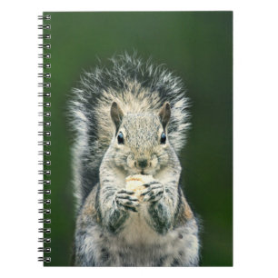 Cute Squirrel Wildlife Photography Notebook