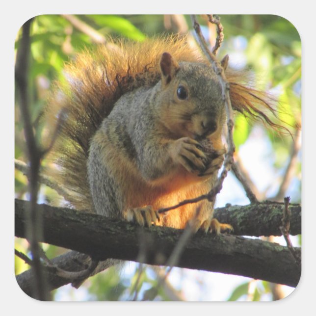 Cute Squirrel with Nut in Tree Stickers (Front)