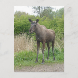 Cute Standing Moose DIY Postcard