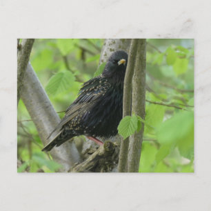 Cute Starling DIY Postcard