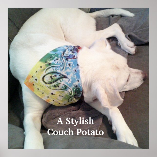 Cute Stylish White Dog Wearing Colourful Scarf Poster (Front)