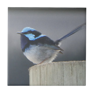 Cute Superb Fairywren  Tile