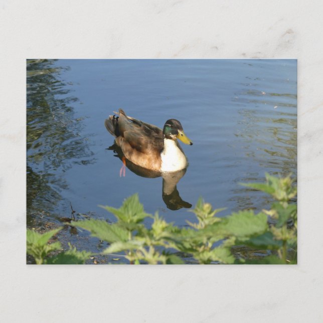 Cute Swimming Duck DIY Postcard (Front)