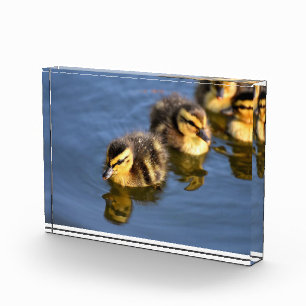 Cute swimming ducklings photo block