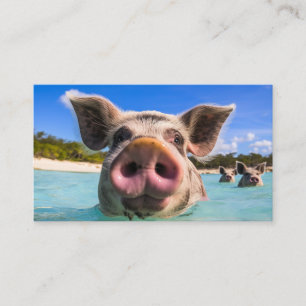 Cute Swimming Pig Exuma Bahamas Enclosure Card
