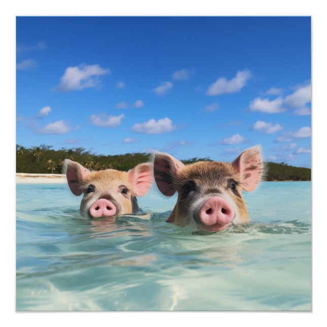 Cute Swimming Pig Exuma Bahamas Poster (Front)