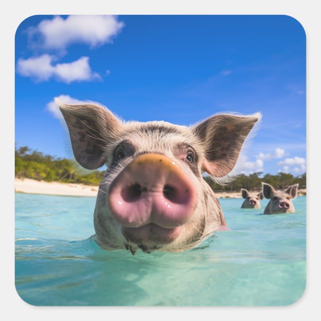 Cute Swimming Pig Exuma Bahamas Square Sticker (Front)