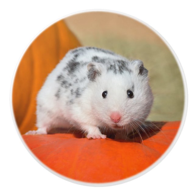Cute Syrian Hamster White Black Spotted Funny Pet Ceramic Knob (Front)