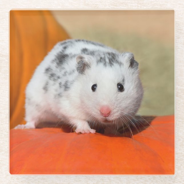 Cute Syrian Hamster White Black Spotted Funny Pet Glass Coaster (Front)