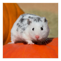 Cute Syrian Hamster White Black Spotted Funny Pet