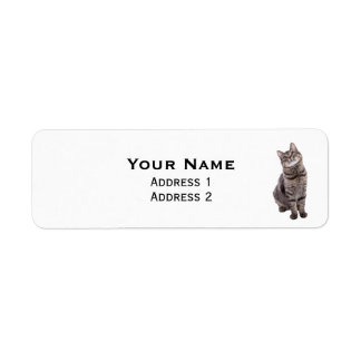 Cute Tabby Cat