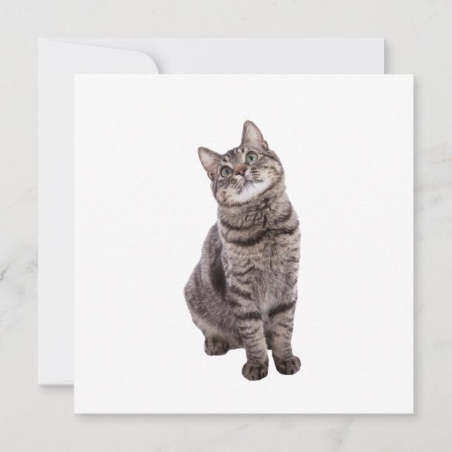 Cute Tabby Cat Announcement (Front)
