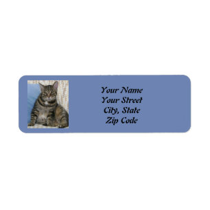 Cute Tabby Cat Blue