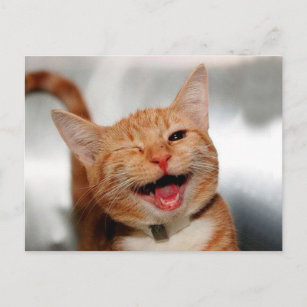 Cute tabby cat crying with one eye postcard