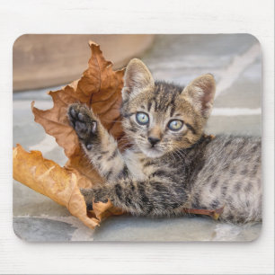 Cute Tabby Cat Kitten Playing With a Leaf Mouse Mat