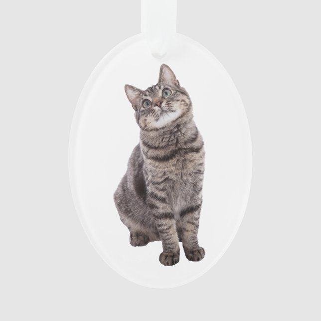 Cute Tabby Cat Ornament (Front)