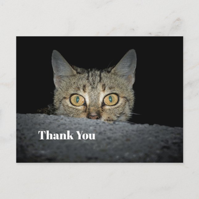 Cute Tabby Cat Peeking Photo Thank You Postcard (Front)