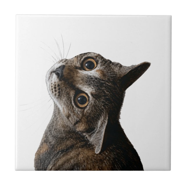 Cute Tabby Cat Portrait Ceramic Tile Decorative Ar (Front)