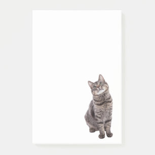 Cute Tabby Cat Post-it Notes