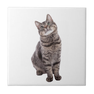 Cute Tabby Cat Tile