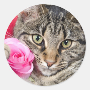 Cute Tabby Cat With Rose Classic Round Sticker