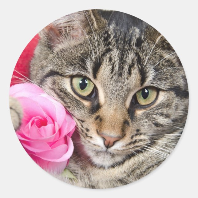 Cute Tabby Cat With Rose Classic Round Sticker (Front)