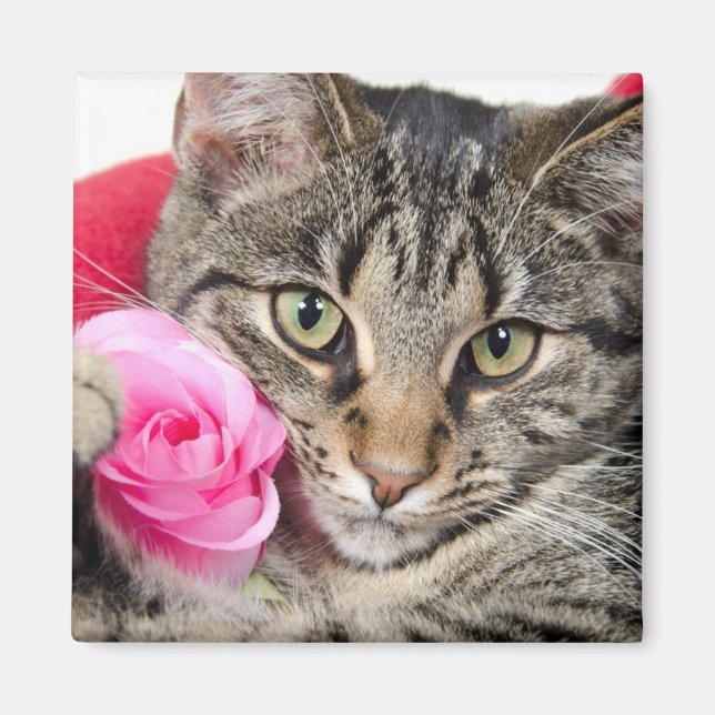 Cute Tabby Cat With Rose Magnet (Front)