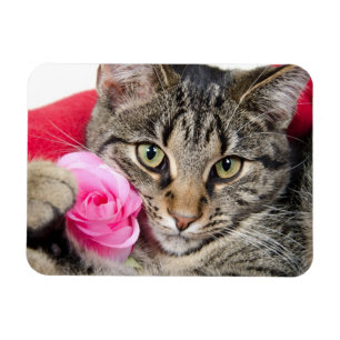 Cute Tabby Cat With Rose Magnet