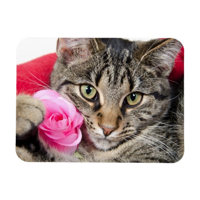 Cute Tabby Cat With Rose Magnet (Horizontal)