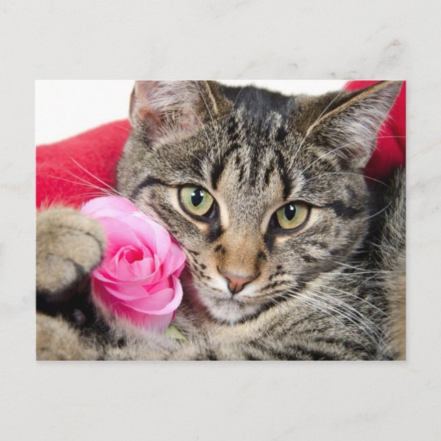 Cute Tabby Cat With Rose Postcard (Front)