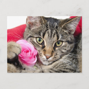 Cute Tabby Cat With Rose Postcard