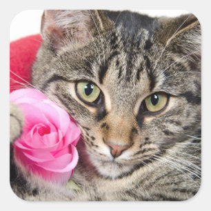 Cute Tabby Cat With Rose Square Sticker