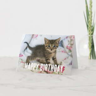 Cute Tabby Kitten Looking Surprised Card