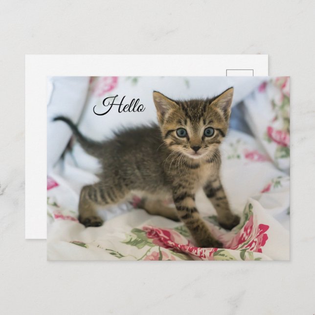 Cute Tabby Kitten Looking Surprised Hello Postcard (Front/Back)