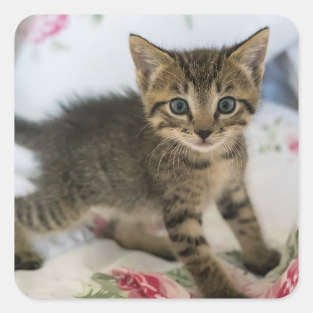 Cute Tabby Kitten Looking Surprised Square Sticker (Front)
