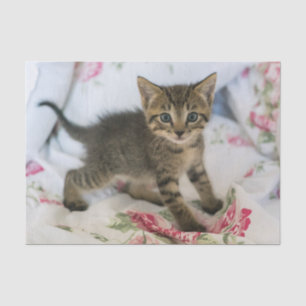 Cute Tabby Kitten Looking Surprised Tissue Paper