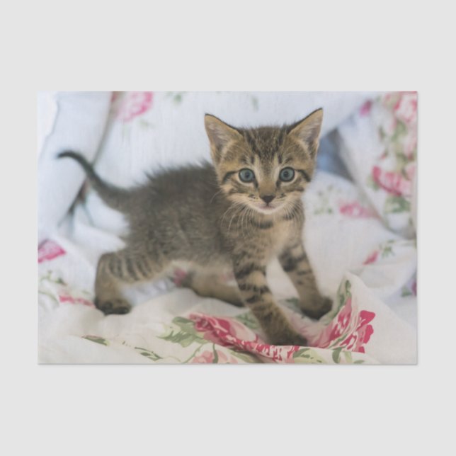 Cute Tabby Kitten Looking Surprised Tissue Paper (Front)