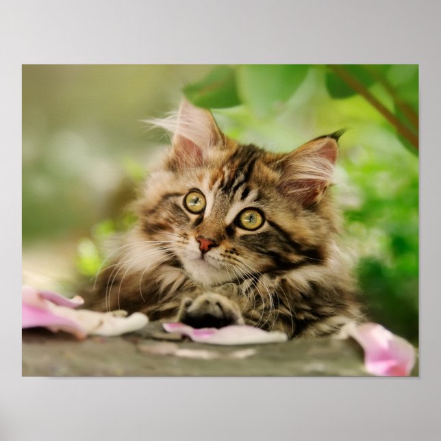 Cute Tabby Maine Coon Cat Kitten Fluffy Head Photo Poster (Front)
