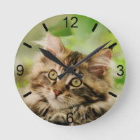 Cute Tabby Maine Coon Cat Kitten Fluffy Head Photo