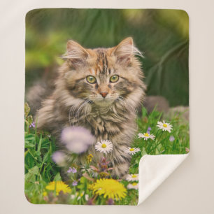 Cute Tabby Maine Coon Kitten Cat Animal Head Photo Sherpa Blanket