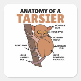 Cute Tarsier Anatomy Of A Tarsier Explanation Square Sticker