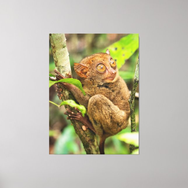 Cute Tarsier Monkey Wildlife Canvas Print (Front)
