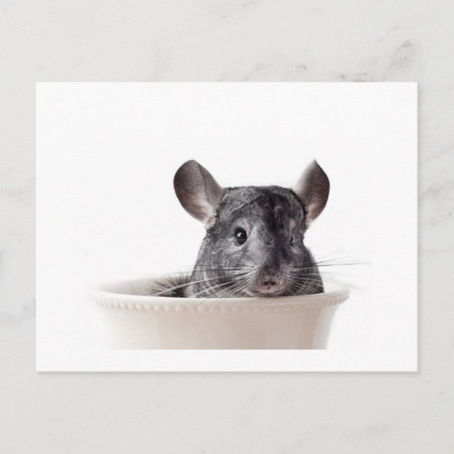 Cute Teacup Chinchilla Grey Postcard (Front)
