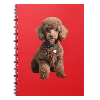 Cute Teacup Poodle Notebook