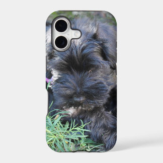 Cute Terrier Dog