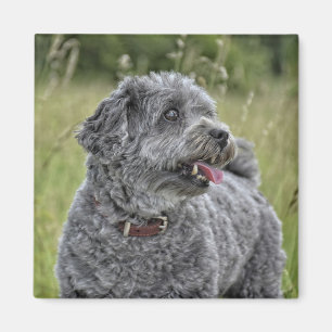 Cute Terrier Dog Magnet