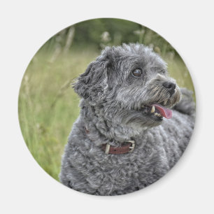 Cute Terrier Dog Magnet