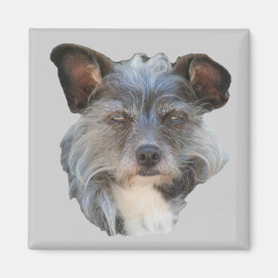 Cute Terrier Mixed Breed Mutt Dog Magnet