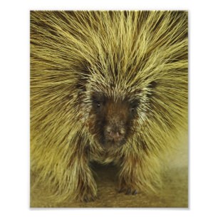 Cute Texas Porcupine Photo Print
